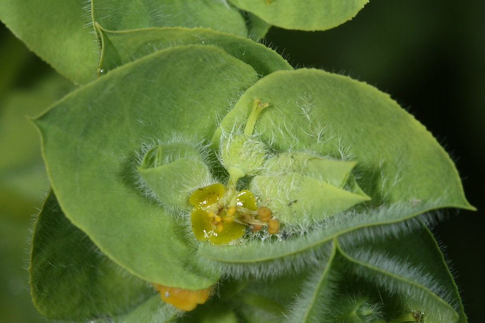 Euphorbia hirsuta / Euforbia pubescente